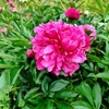 芍薬