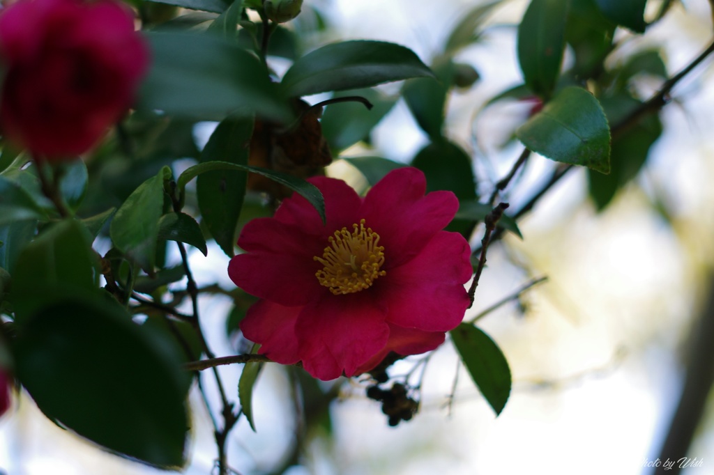 山茶花
