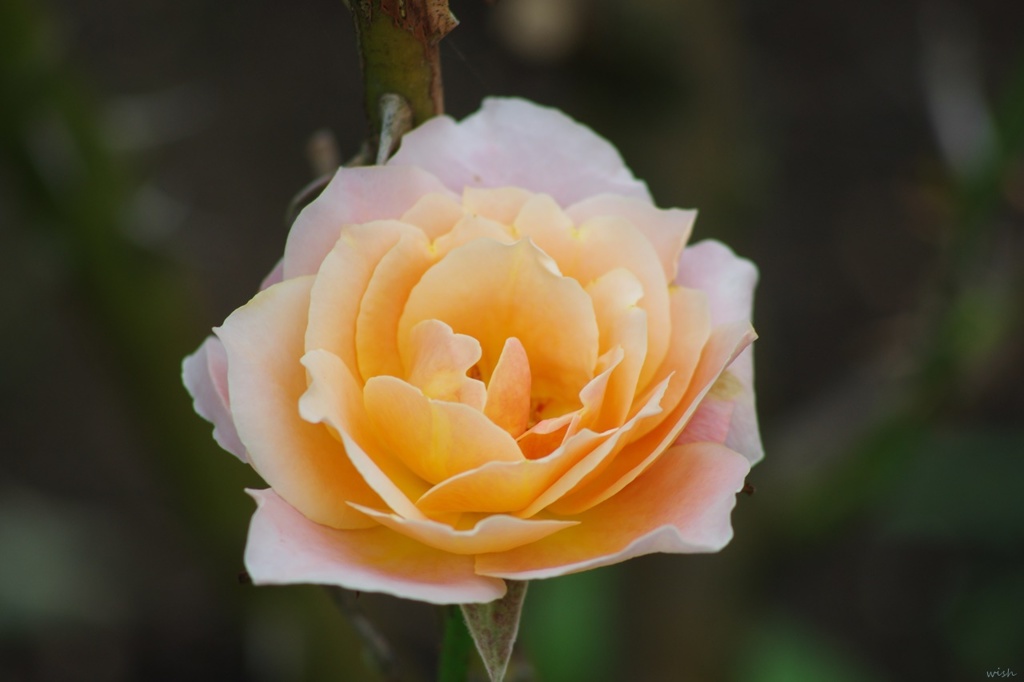 秋薔薇：Zoom Up