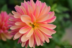 dahlia