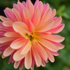 dahlia