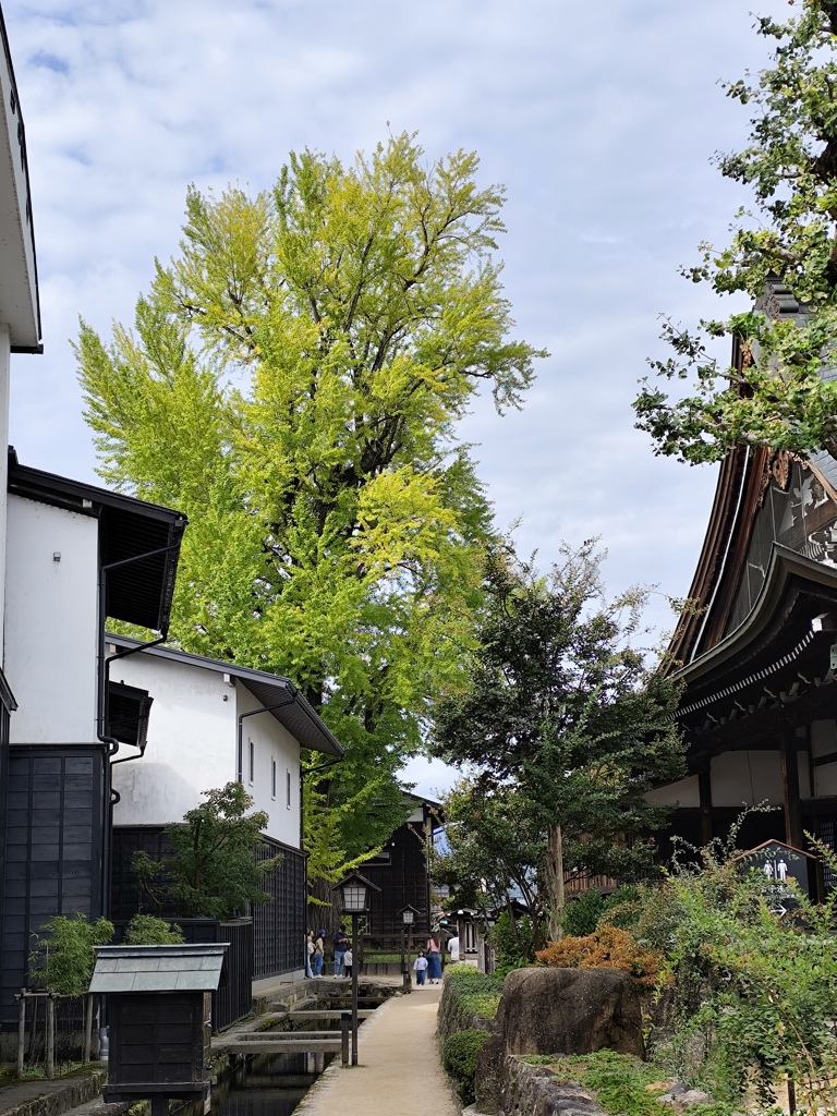 瀬戸川沿いの風景