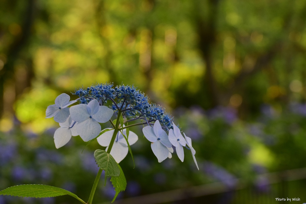 額紫陽花