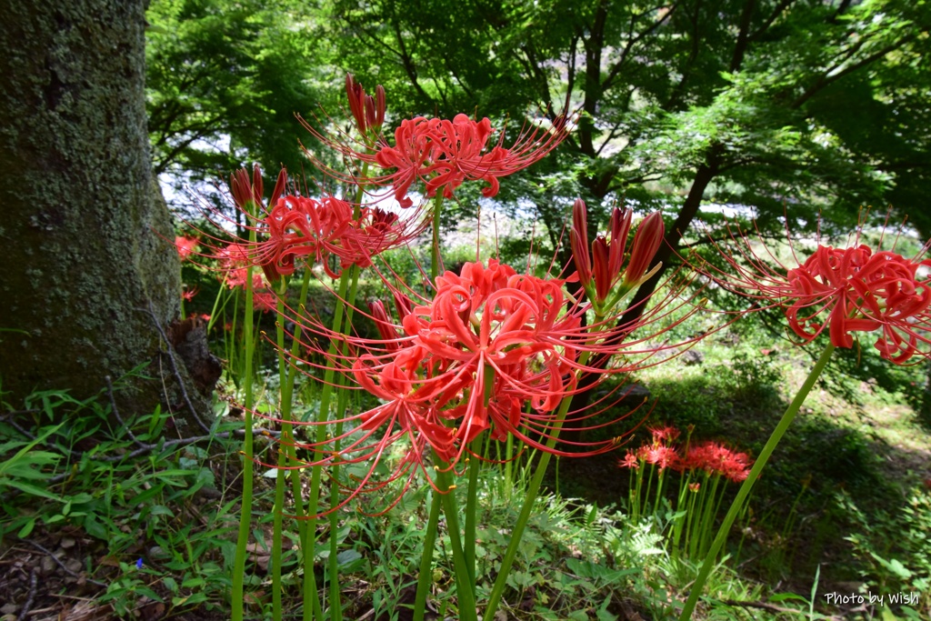 彼岸花の季節