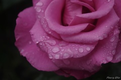 花弁に雫