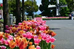 初夏の花園