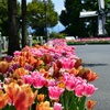 初夏の花園