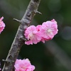 老木にも春到来