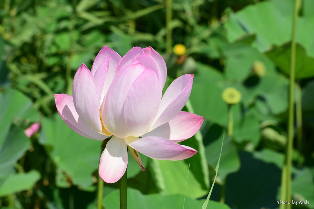 散る間際の花姿