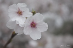 桜の表情