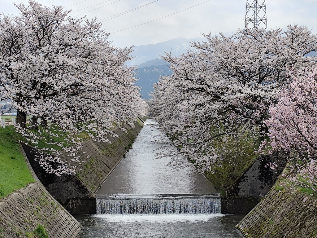 桜並木通り