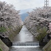 桜並木通り