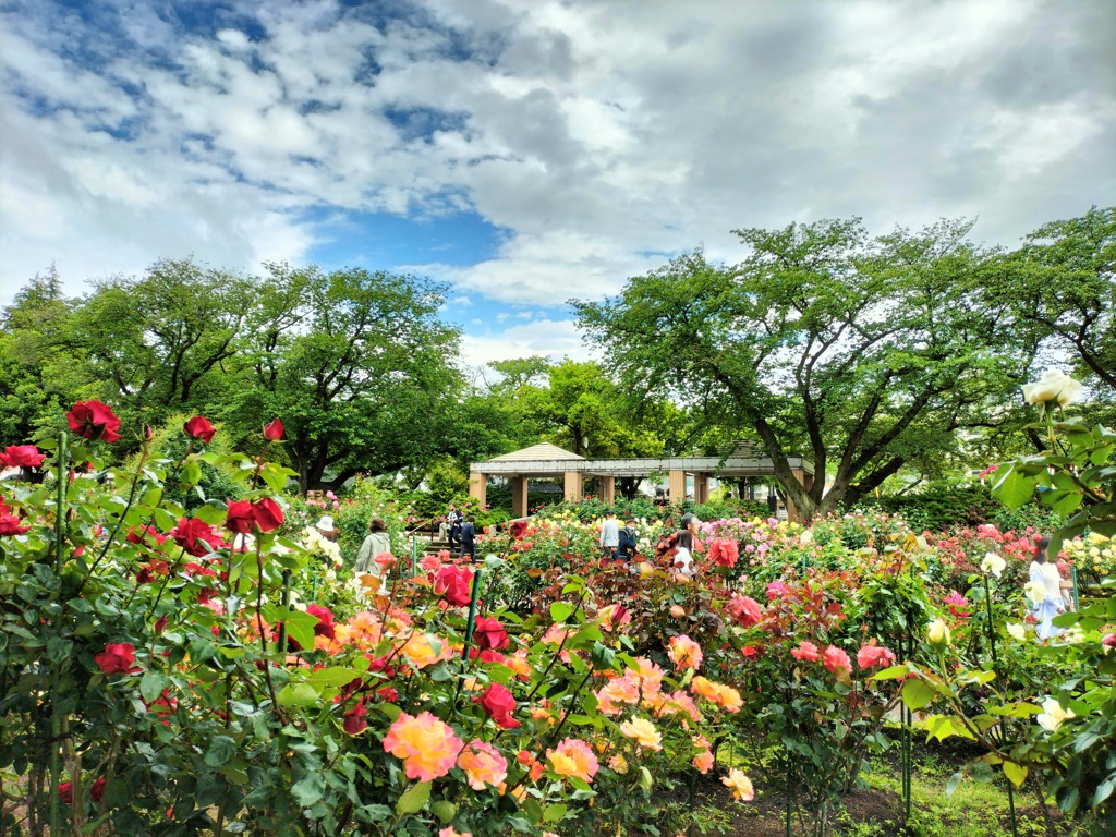 初夏の薔薇園