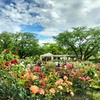 初夏の薔薇園