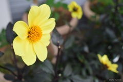 dahlia