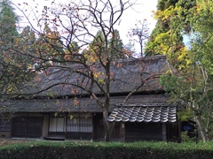 古民家の柿の木