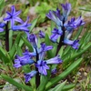 春に咲く花