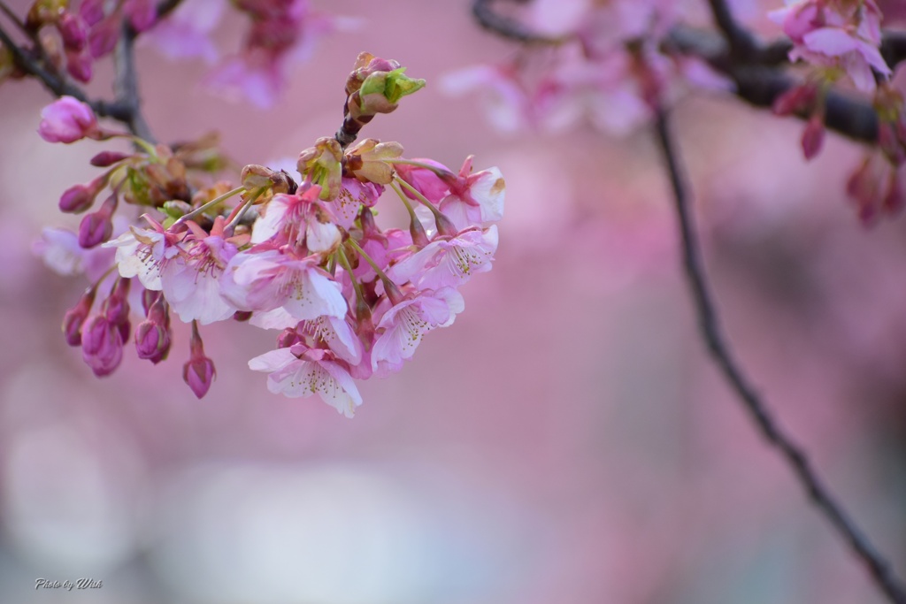 春の色：ピンク色