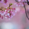 春の色：ピンク色