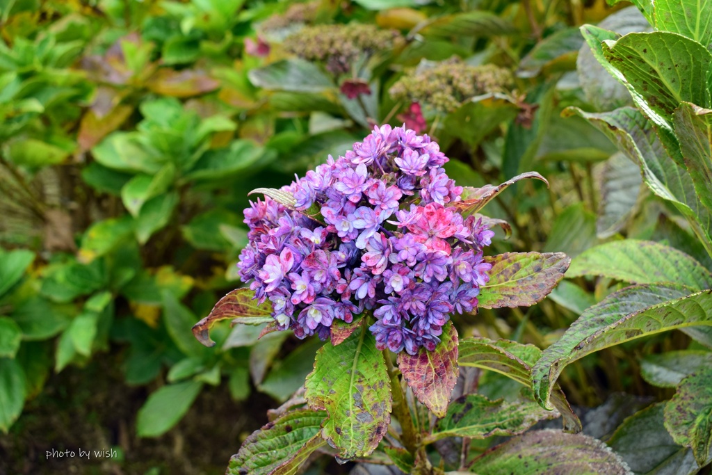 晩秋の紫陽花