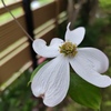 自宅に咲く
