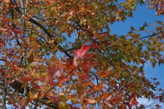 紅葉樹木の色付き