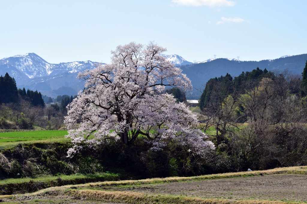 向野の桜