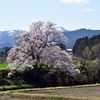 向野の桜