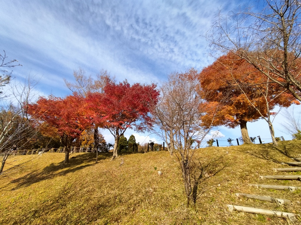 黄金色と紅葉