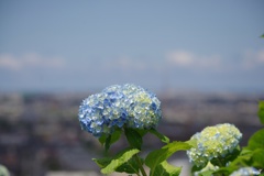 町並みを背景に＃紫陽花