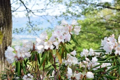 シャクナゲの花