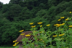 黄色い花と合掌造り