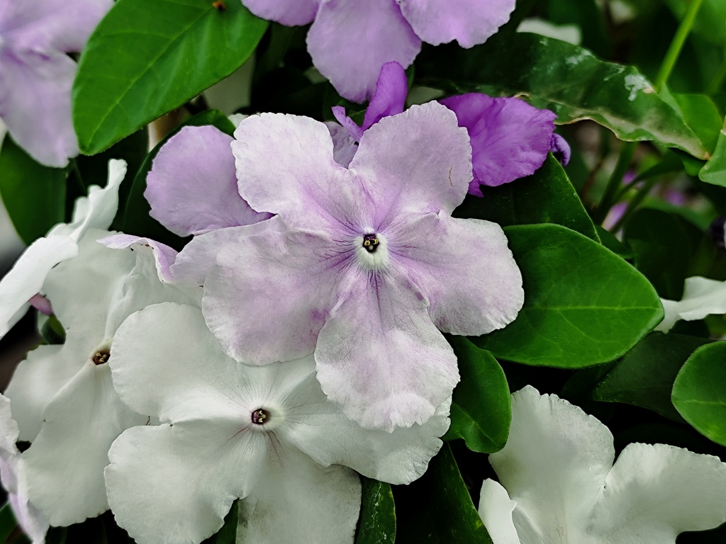 温室に咲く花