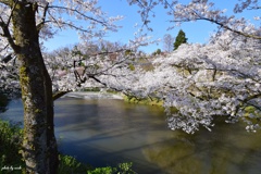 大池の桜