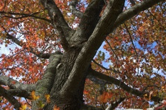 紅葉樹木