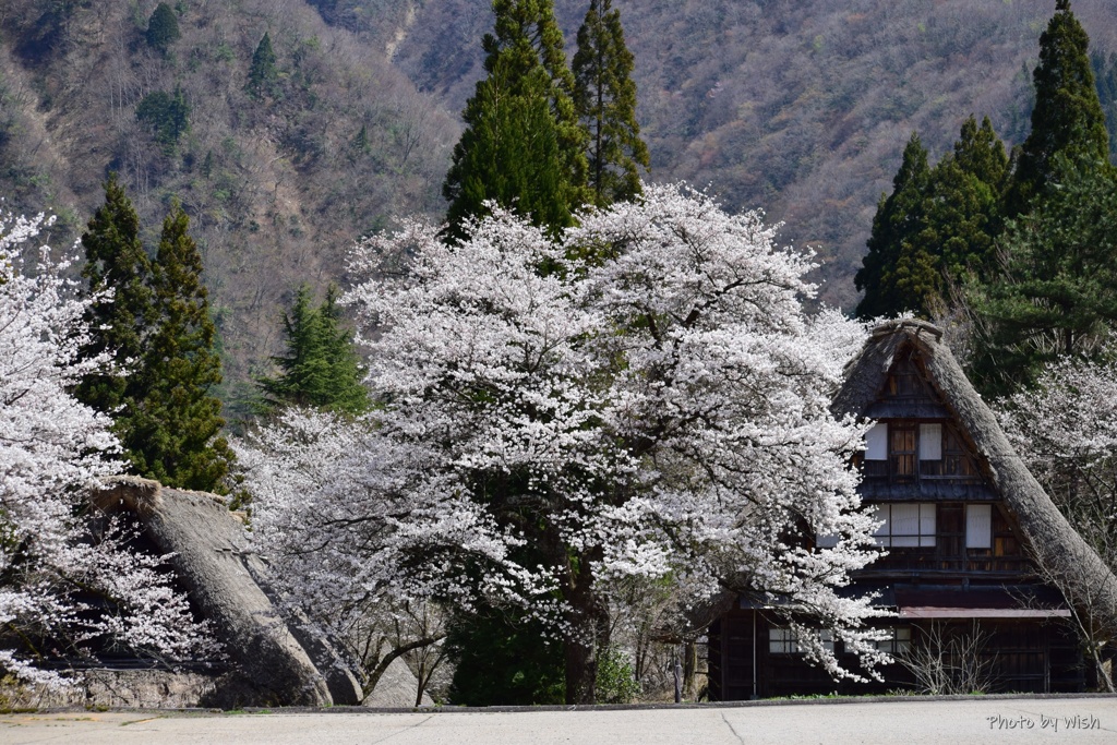 こちらにも満開の桜