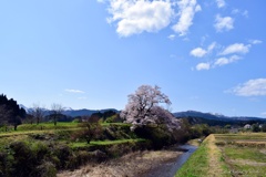 桜日和