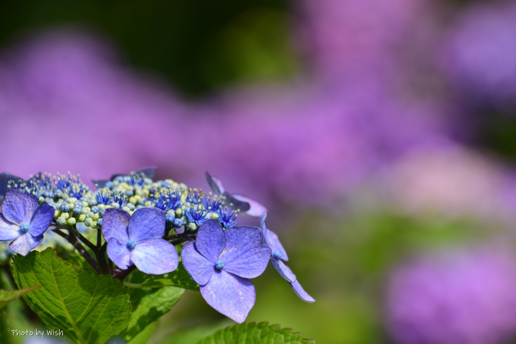 6月の紫陽花