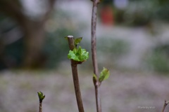 芽吹き