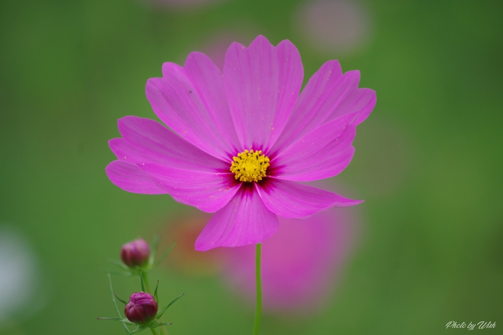秋桜