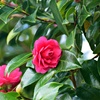 山茶花