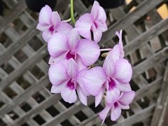 温室に咲く洋ラン