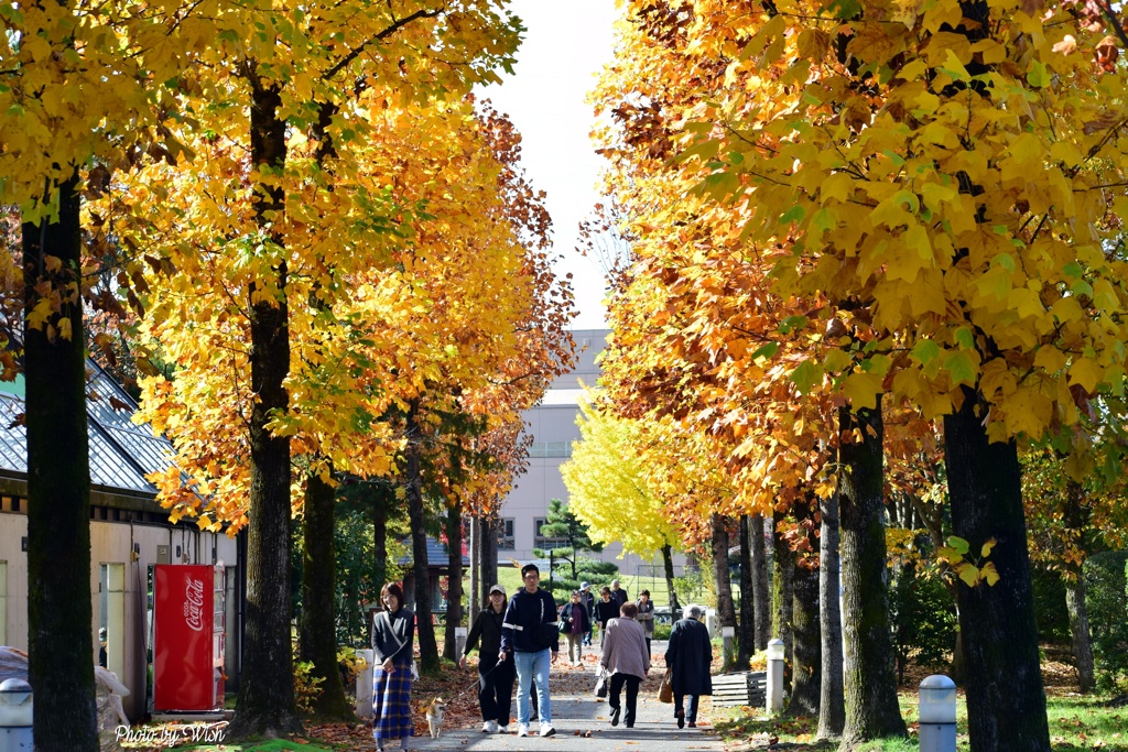 並木通りの黄葉