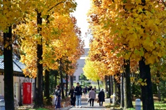 並木通りの黄葉