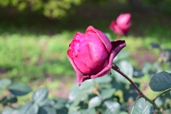 11月の薔薇