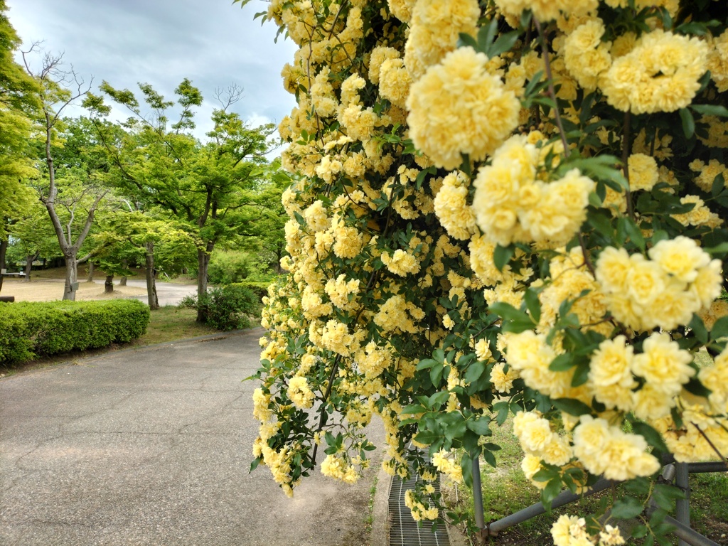 木香薔薇