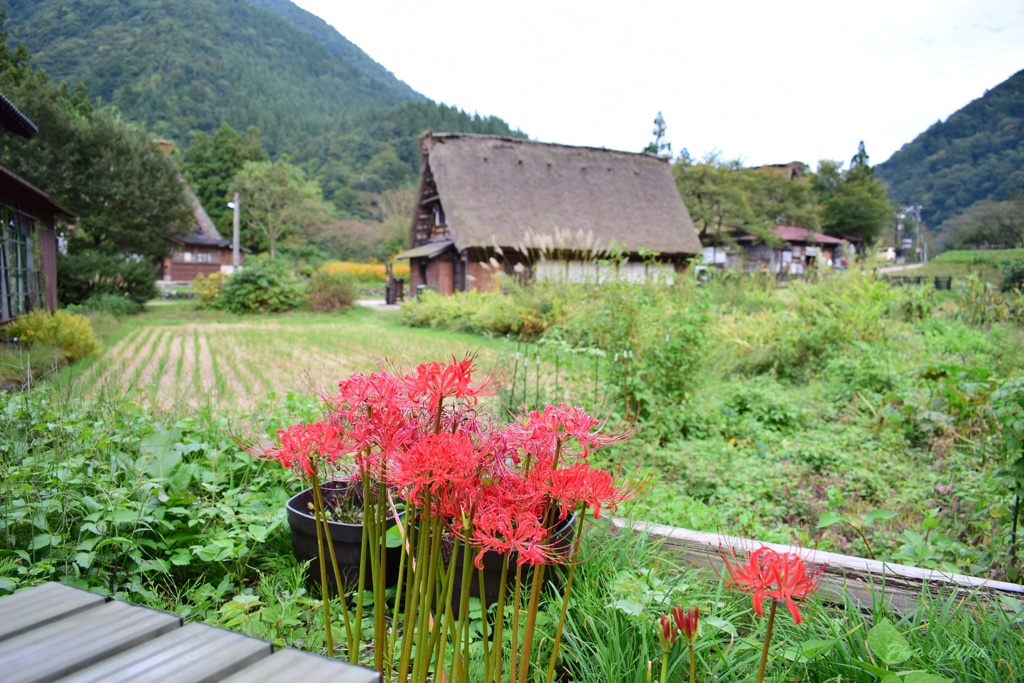 秋の菅沼合掌集落