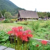 秋の菅沼合掌集落