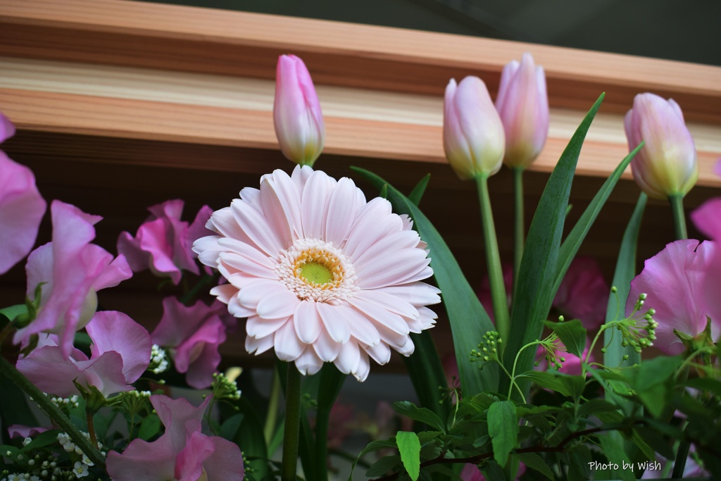ピンク色の花々