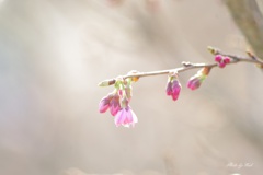 十月桜